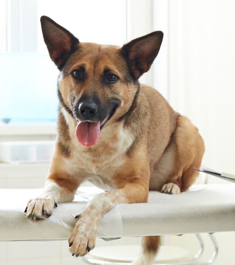 A vet examines a dog sitting on a table.