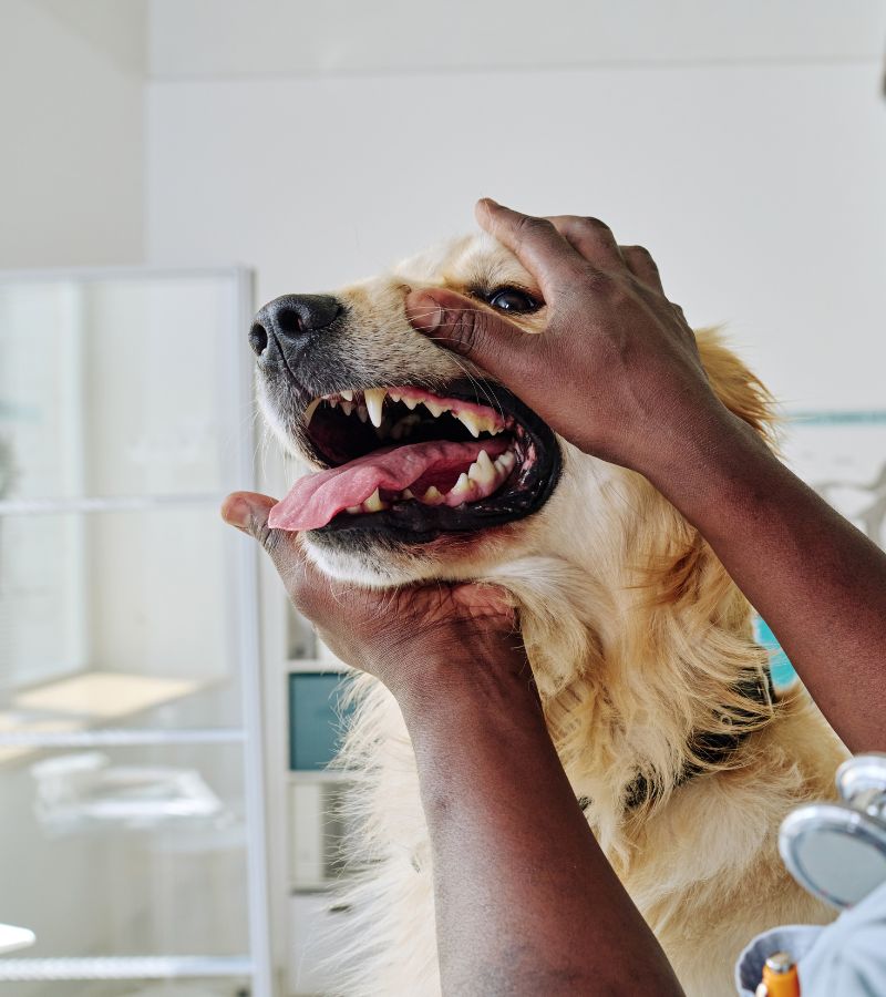 A vet checking a dog's mouth, carefully holding it open.