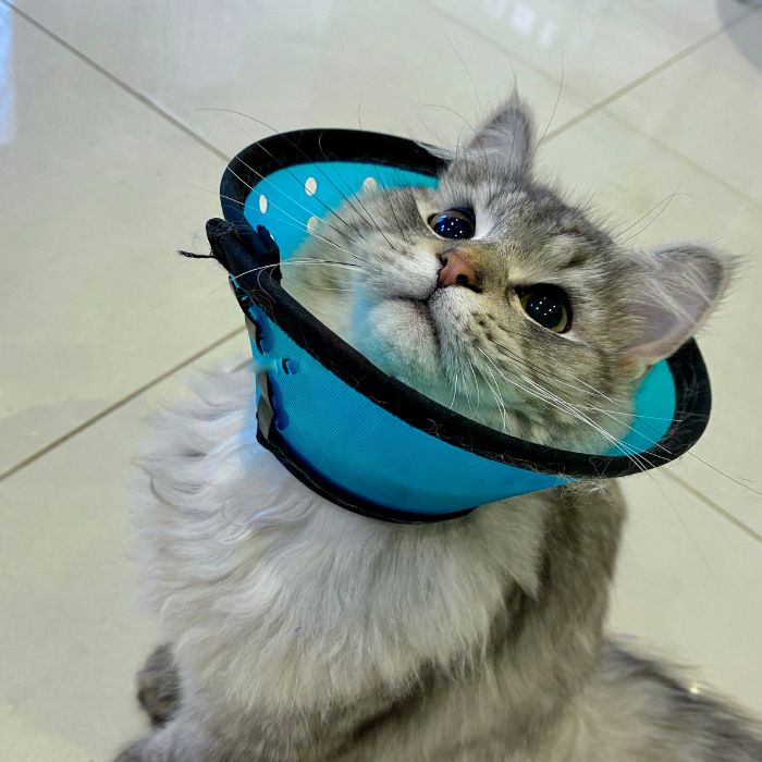 A cat wearing a cone on its head