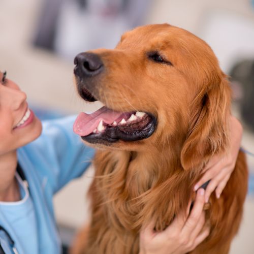 A vet examines a dog