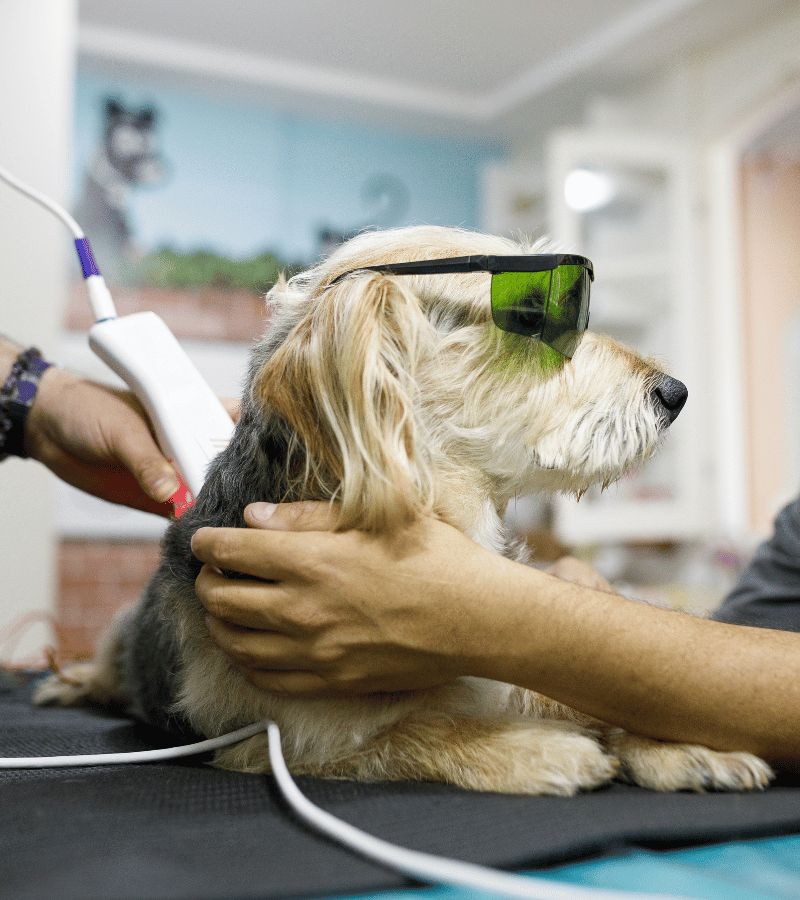 A Vet doing a dog treatment by laser therapy